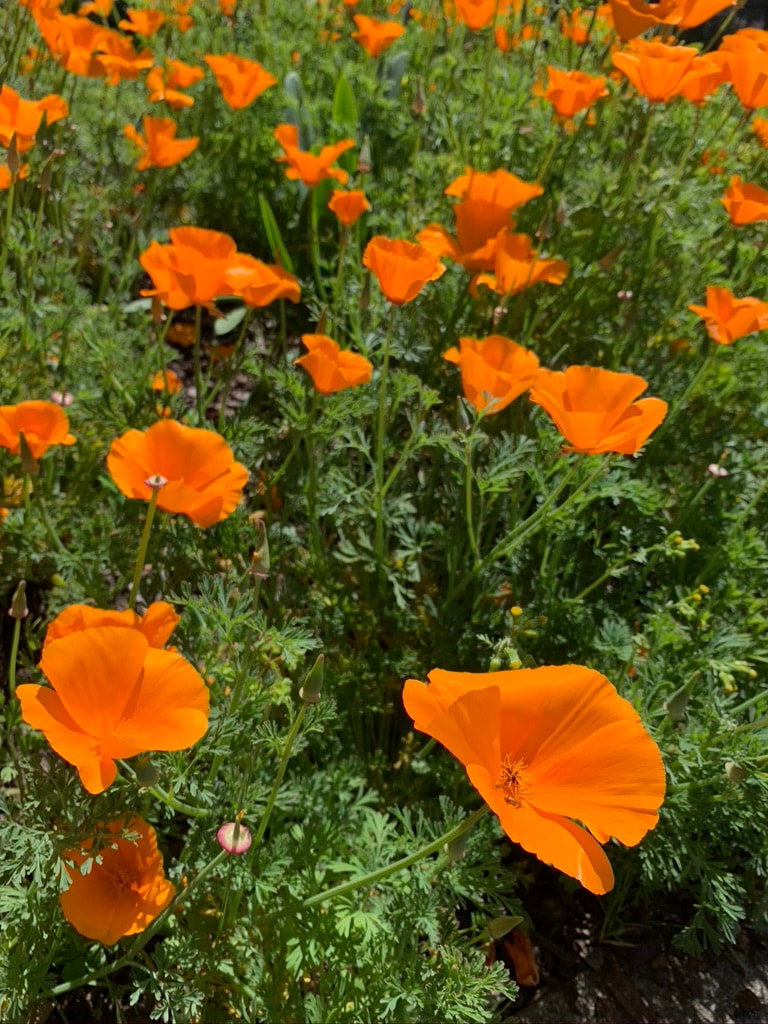 Poppies